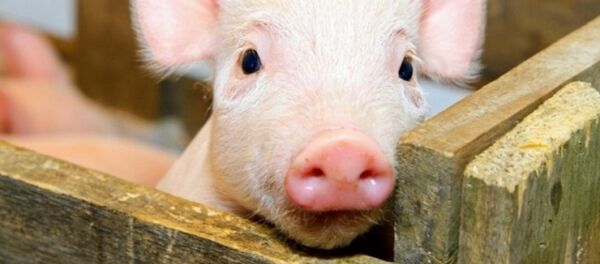 俄羅斯農業集團2016年或開始對華出口豬肉 - 俄羅斯衛星通訊社