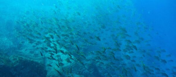 科学家在海底发现全人类的威胁 - 俄罗斯卫星通讯社