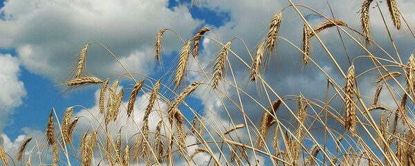 粮食 - 俄罗斯卫星通讯社