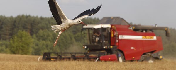 俄农业部长：2017年俄粮食产量为1.34亿吨出口或将达到4700万吨 - 俄罗斯卫星通讯社