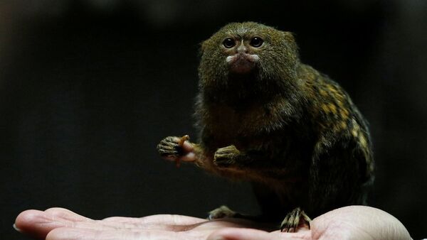 一名中國網民試圖非法出售世界上最小的猴子 - 俄羅斯衛星通訊社