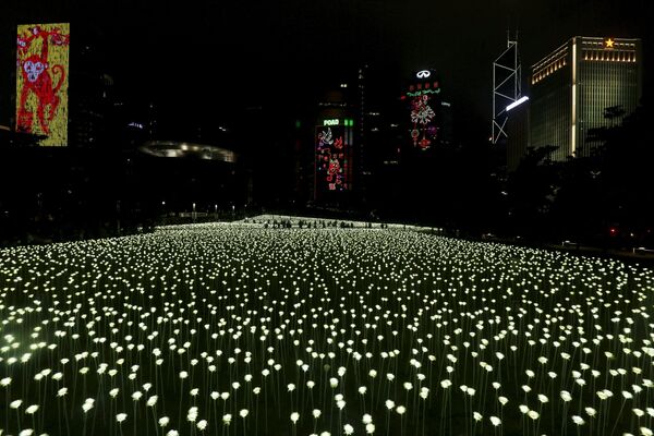 香港玫瑰燈海園 - 俄羅斯衛星通訊社