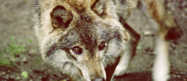 东方航天发射场工作人员称发射场周边有狼出没 - 俄罗斯卫星通讯社