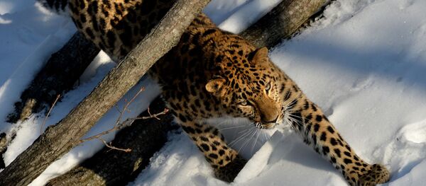 中俄学者：超过30只老虎和豹子经常穿越中俄边界 - 俄罗斯卫星通讯社