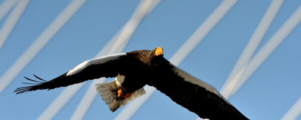 丹麥警察教會海雕追捕無人機 - 俄羅斯衛星通訊社