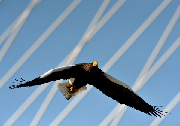 符拉迪沃斯托克金角灣的虎頭海雕。 符拉迪沃斯托克金角灣的虎頭海雕。 - 俄羅斯衛星通訊社