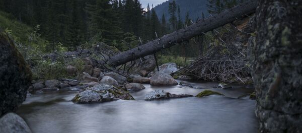 俄羅斯自然保護區 - 俄羅斯衛星通訊社