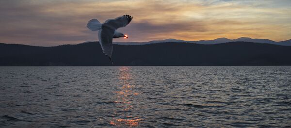 俄伊爾庫茨克州政府:瓶裝水廠在貝加爾紙漿造紙廠區內啓動運營 俄伊爾庫茨克州政府:瓶裝水廠在貝加爾紙漿造紙廠區內啓動運營 - 俄羅斯衛星通訊社