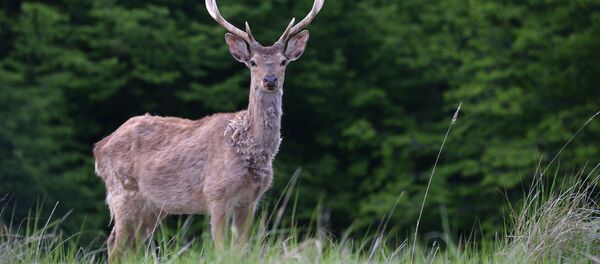 最不寻常案例：美国一头鹿杀死了捕杀它的猎人 - 俄罗斯卫星通讯社