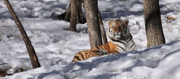 俄羅斯去年秋天失蹤的母老虎菲利帕被找到 俄羅斯去年秋天失蹤的母老虎菲利帕被找到 - 俄羅斯衛星通訊社