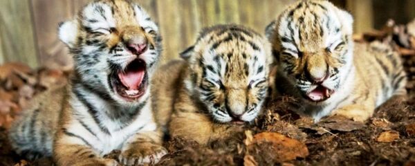 三东北虎幼崽出生在克里米亚野生动物园 三东北虎幼崽出生在克里米亚野生动物园 - 俄罗斯卫星通讯社