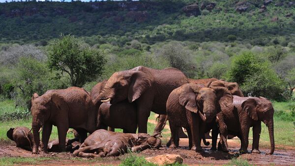 南非國家公園的一頭大象殺死一名偷獵者 - 俄羅斯衛星通訊社