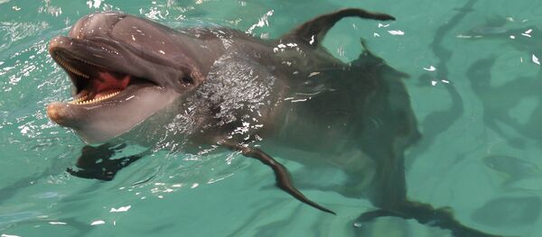 寬吻海豚 - 俄羅斯衛星通訊社