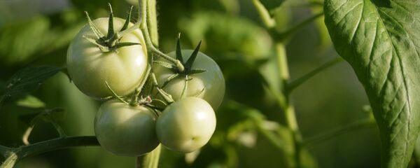 科学家模拟火星和月球土壤培育蔬菜 - 俄罗斯卫星通讯社