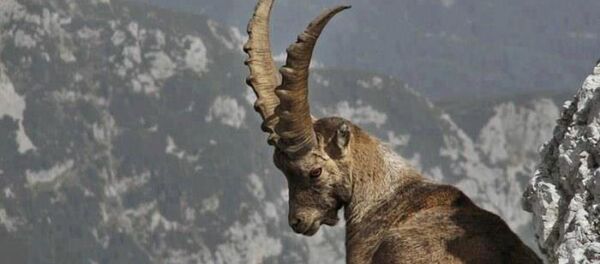 山羊 - 俄罗斯卫星通讯社