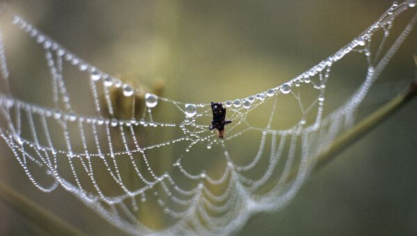 蜘蛛每年可捕食8億噸昆蟲 - 俄羅斯衛星通訊社