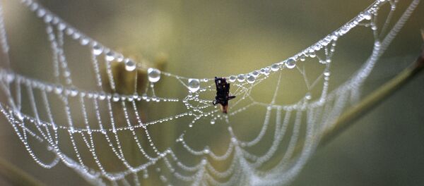 英国一名女性居民耳中爬入蜘蛛 - 俄罗斯卫星通讯社