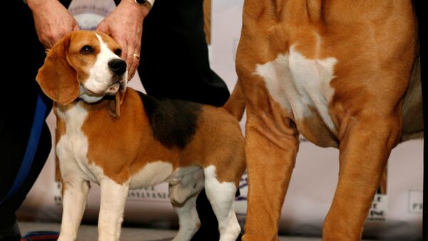中国遗传学家培育出超级肌肉狗 - 俄罗斯卫星通讯社
