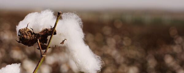 棉花 - 俄罗斯卫星通讯社