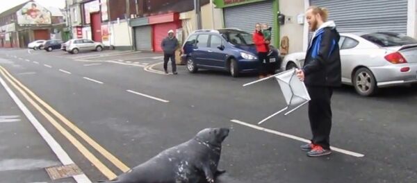 萌翻！每天都冲上河岸餐馆要鱼吃的海豹！ - 俄罗斯卫星通讯社