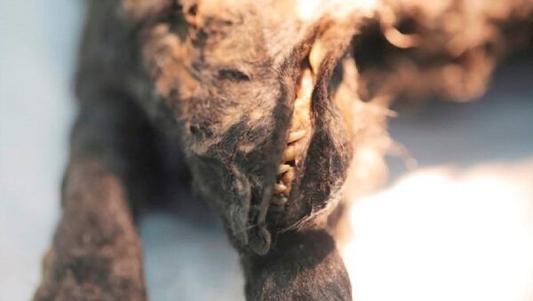 俄雅库特发现一只木乃伊幼崽 可能是最古老的狗 - 俄罗斯卫星通讯社