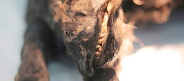 俄雅庫特發現一隻木乃伊幼崽 可能是最古老的狗 - 俄羅斯衛星通訊社