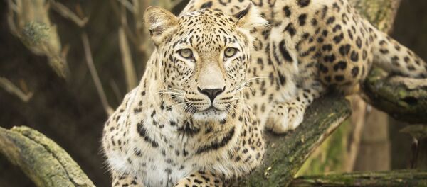 一隻波斯豹在伊朗被上了保險 - 俄羅斯衛星通訊社