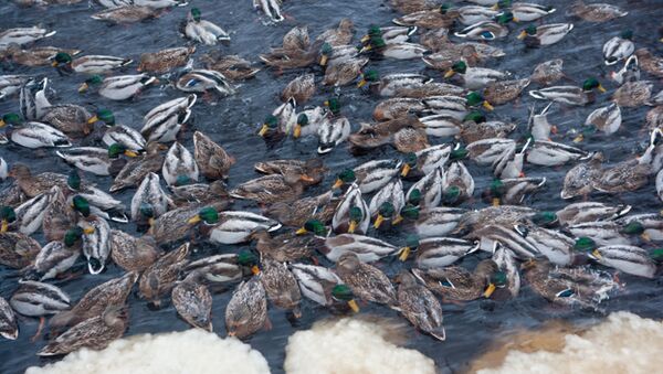 荷蘭撲殺近20萬只鴨子 防止禽流感傳播 - 俄羅斯衛星通訊社