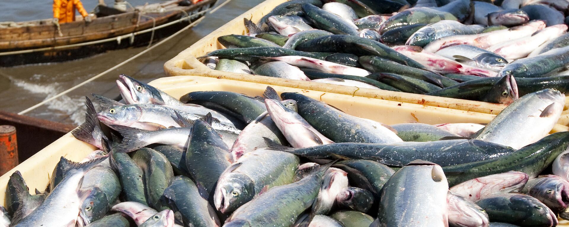 日本和俄羅斯就2022財年鮭魚捕撈配額達成協議 - 俄羅斯衛星通訊社, 1920, 23.04.2022