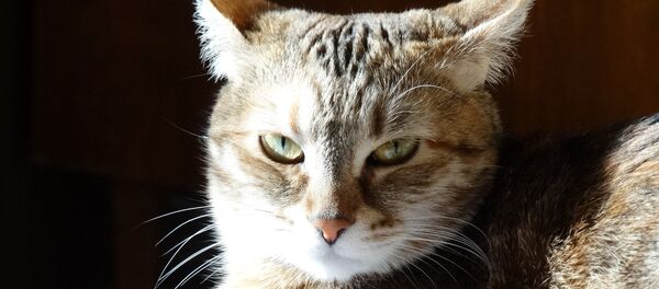 喵星人占领俄中美三国 - 俄罗斯卫星通讯社