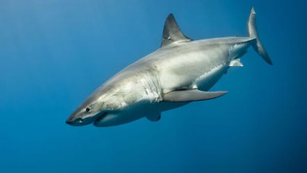 澳大利亚三米长的一条鲨鱼跳入渔民小船 - 俄罗斯卫星通讯社