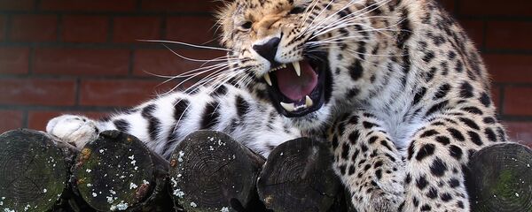 世界最大远东豹保护中心在滨海边疆区成立 - 俄罗斯卫星通讯社