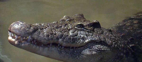 美國佛羅里達州短吻鰐襲擊女性並咬掉其手部 - 俄羅斯衛星通訊社