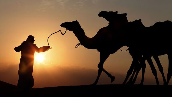 数十只骆驼因使用肉毒杆菌从沙特的“骆驼选美比赛”中踢除 - 俄罗斯卫星通讯社