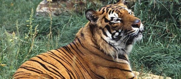 俄哈巴罗夫斯克边疆区阿穆尔虎数量25年来增加50% - 俄罗斯卫星通讯社