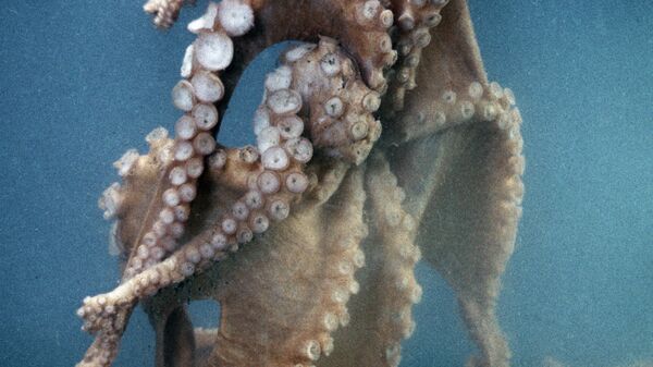 章魚 - 俄羅斯衛星通訊社