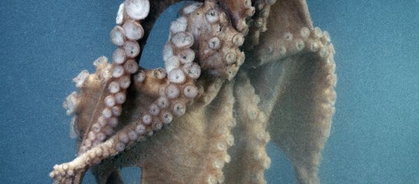 一次都未失误的预言章鱼被吃 - 俄罗斯卫星通讯社