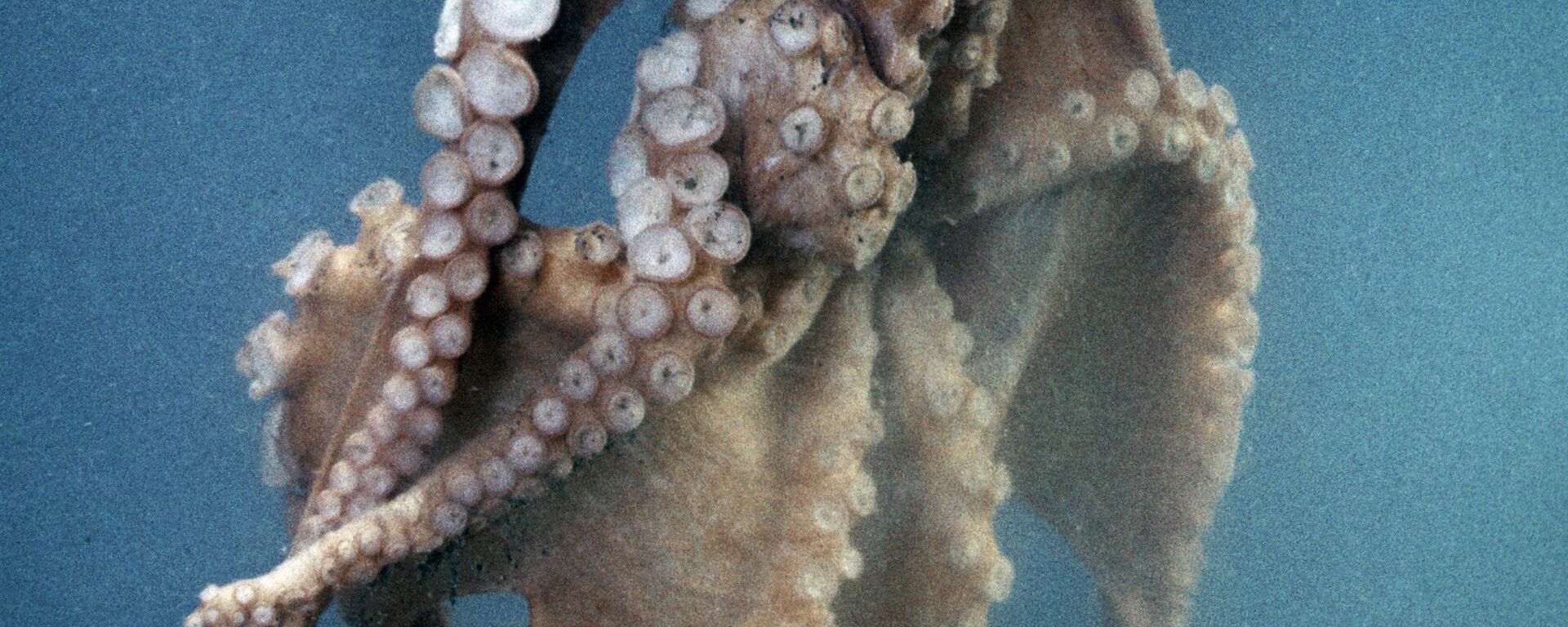 章鱼 - 俄罗斯卫星通讯社, 1920, 13.02.2026