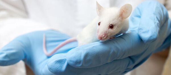 美國科學家發明一種能增壽三分之一的藥物 - 俄羅斯衛星通訊社