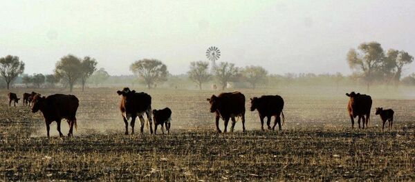 俄科学家研制出加速牛类生长的食品添加剂 - 俄罗斯卫星通讯社