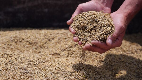 白俄羅斯為期半年禁止穀物出口 - 俄羅斯衛星通訊社