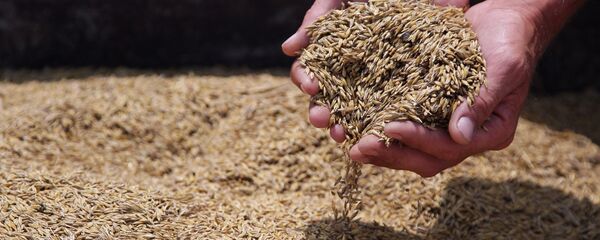 美國大學用5000年前中國配方重新釀酒 - 俄羅斯衛星通訊社