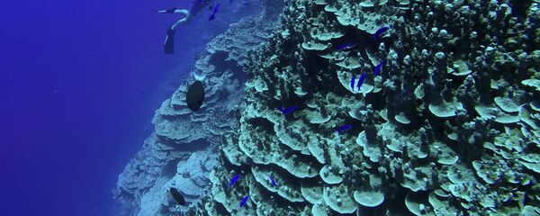 中国外交部:日本对冲之鸟礁海域的声索严重损害国际社会共同利益 中国外交部:日本对冲之鸟礁海域的声索严重损害国际社会共同利益 - 俄罗斯卫星通讯社