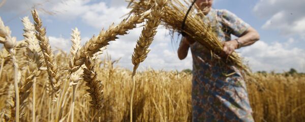 小麦 小麦 - 俄罗斯卫星通讯社