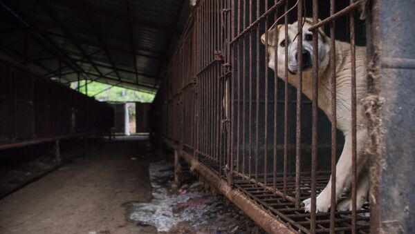 動物權利保護者解救韓國狗肉市場內的200只狗狗 - 俄羅斯衛星通訊社