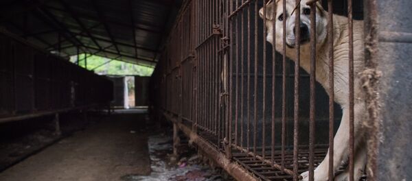 动物权利保护者解救韩国狗肉市场内的200只狗狗 - 俄罗斯卫星通讯社