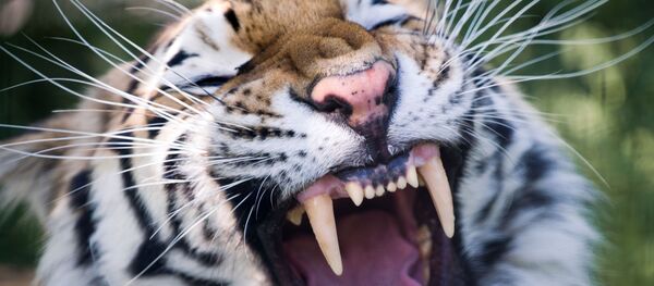 捷克制止了为制药而大量杀死老虎的行为 捷克制止了为制药而大量杀死老虎的行为 - 俄罗斯卫星通讯社