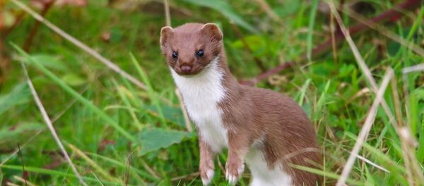 黃鼠狼造成大型強子對撞機出現故障 - 俄羅斯衛星通訊社