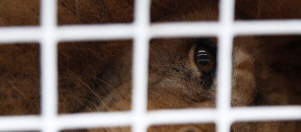 獅子 - 俄羅斯衛星通訊社