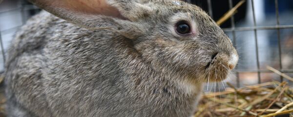 俄中公司簽署關於在俄沃羅涅日州成立兔肉生產廠合同 - 俄羅斯衛星通訊社
